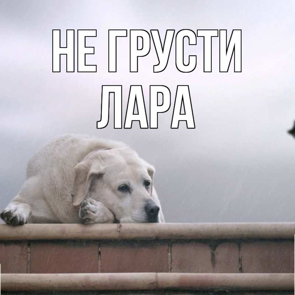 Открытка на каждый день с именем, Лара Не грусти белый пес 1 Прикольная открытка с пожеланием онлайн скачать бесплатно 