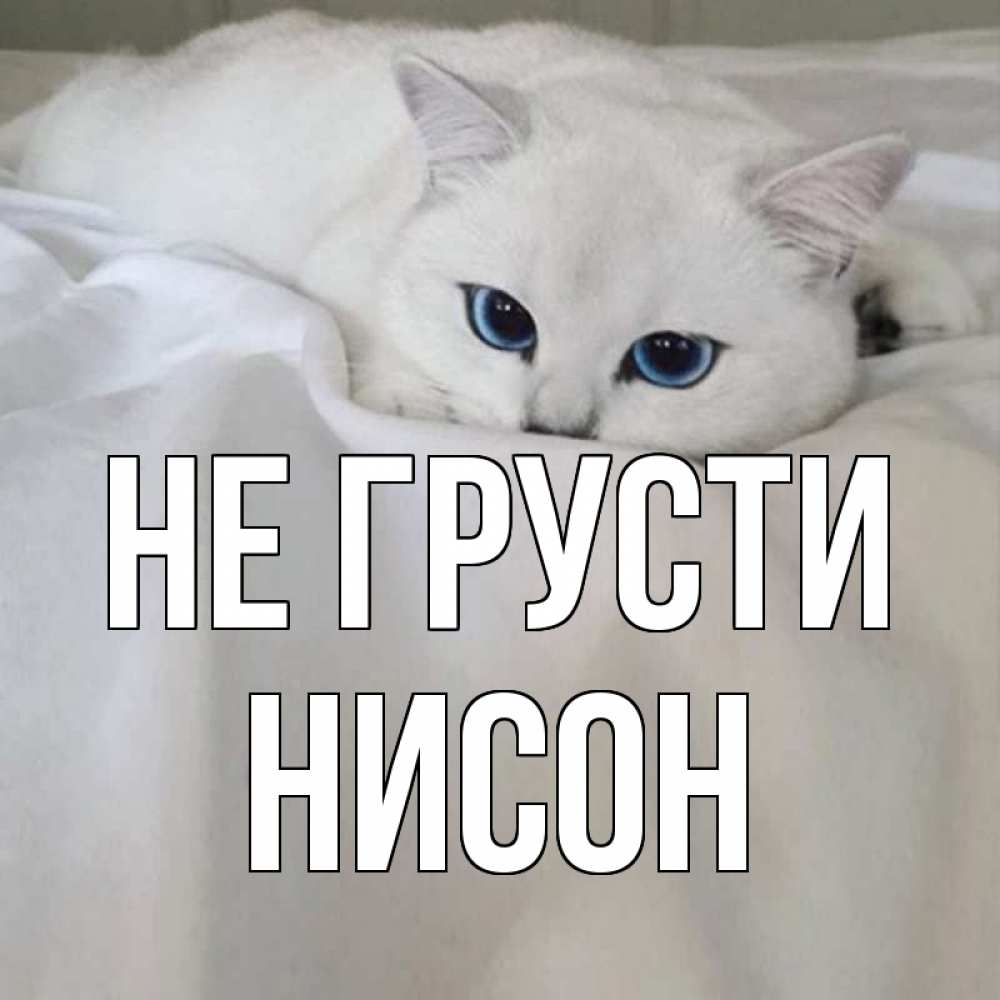 Открытка на каждый день с именем, Нисон Не грусти белый кот с голубыми глазами на белоснежной кровати Прикольная открытка с пожеланием онлайн скачать бесплатно 