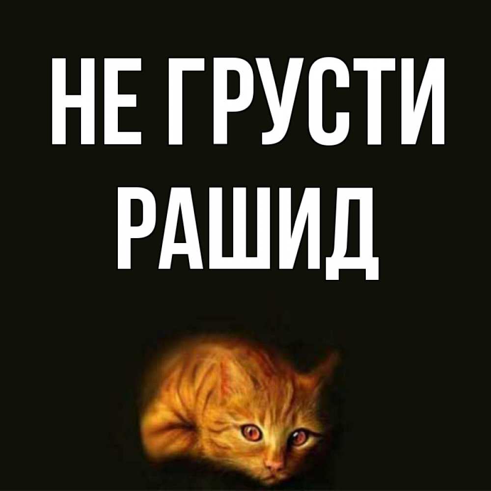 Открытка на каждый день с именем, Рашид Не грусти лежащий кот в темноте Прикольная открытка с пожеланием онлайн скачать бесплатно 