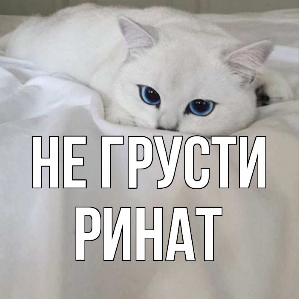 Открытка на каждый день с именем, Ринат Не грусти белый кот с голубыми глазами на белоснежной кровати Прикольная открытка с пожеланием онлайн скачать бесплатно 