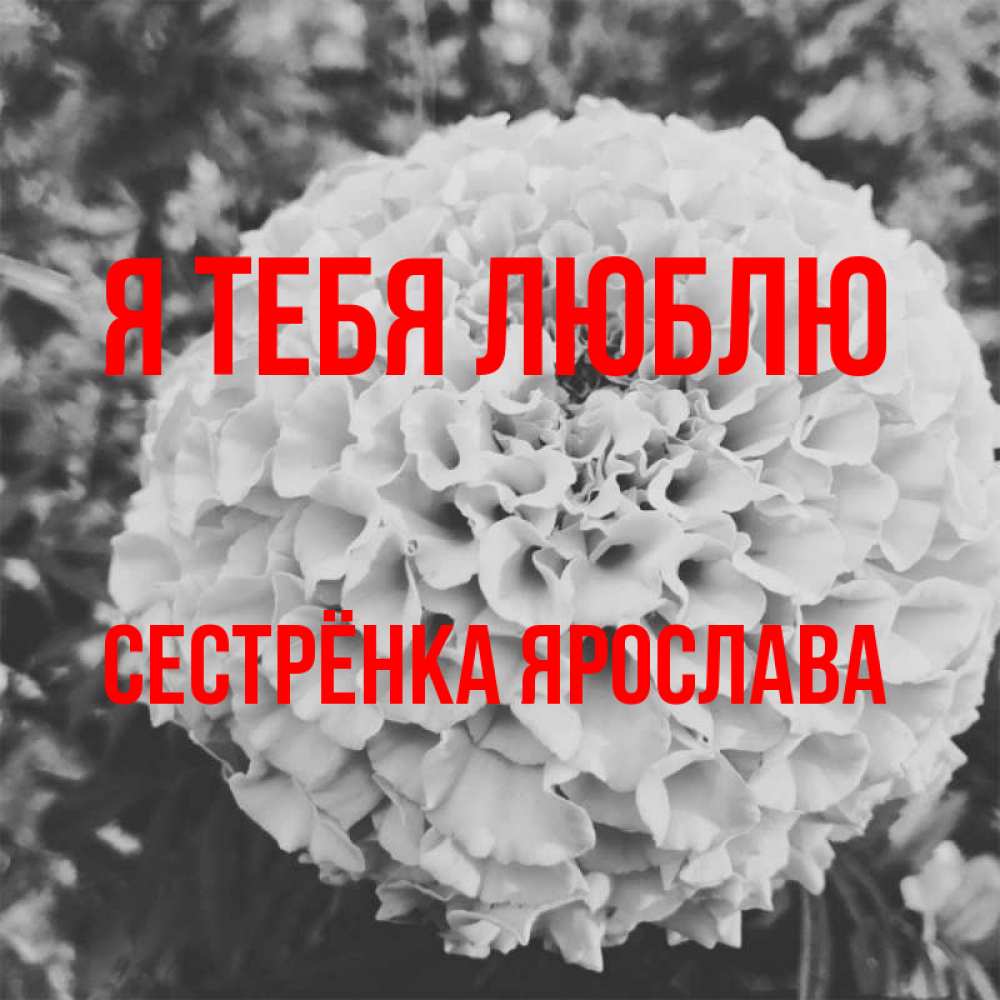 Открытка на каждый день с именем, Сестрёнка-Ярослава Я тебя люблю подпись Прикольная открытка с пожеланием онлайн скачать бесплатно 