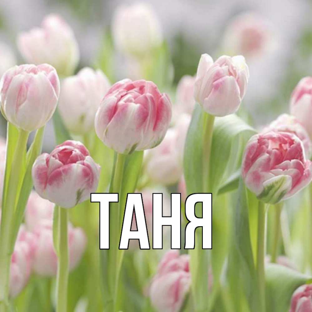Открытка на каждый день с именем, Таня Главная цветы Прикольная открытка с пожеланием онлайн скачать бесплатно 