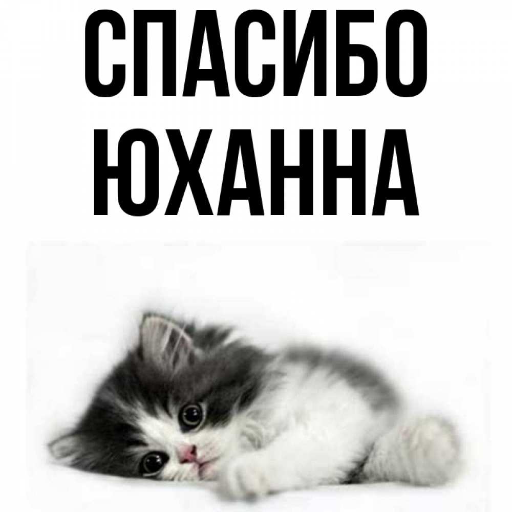 Открытка на каждый день с именем, Юханна Спасибо черный и белый кот Прикольная открытка с пожеланием онлайн скачать бесплатно 