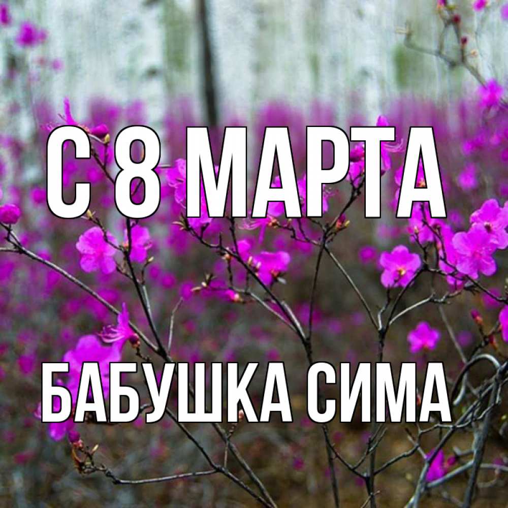 Открытка на каждый день с именем, Бабушка-Сима С 8 МАРТА дикие цветы Прикольная открытка с пожеланием онлайн скачать бесплатно 