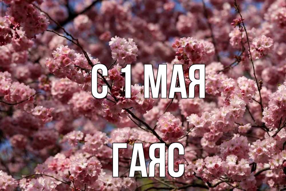 Открытка на каждый день с именем, Гаяс С 1 мая С 1 мая Прикольная открытка с пожеланием онлайн скачать бесплатно 