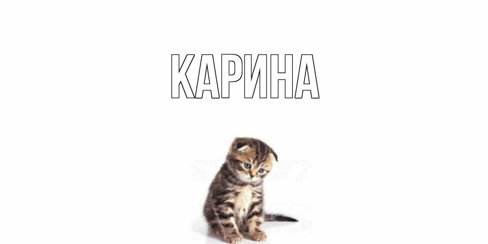 Открытка на каждый день с именем, Карина Главная кот Прикольная открытка с пожеланием онлайн скачать бесплатно 