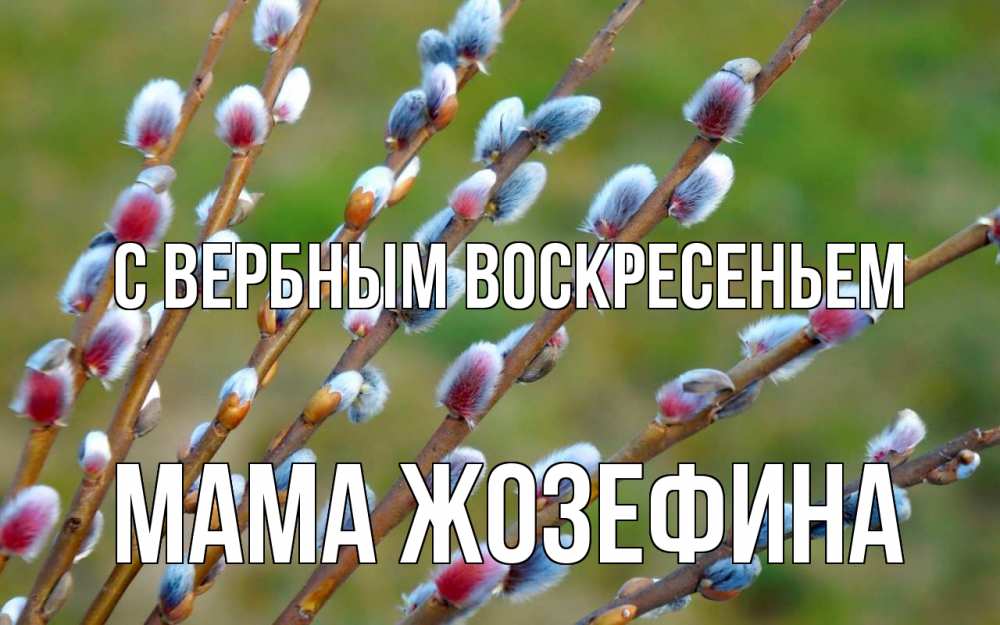Открытка на каждый день с именем, Мама-Жозефина С вербным воскресеньем верба Прикольная открытка с пожеланием онлайн скачать бесплатно 
