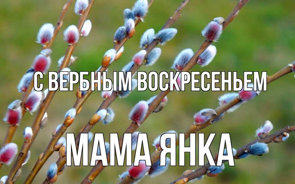 Открытка на каждый день с именем, Мама-Янка С вербным воскресеньем верба Прикольная открытка с пожеланием онлайн скачать бесплатно 