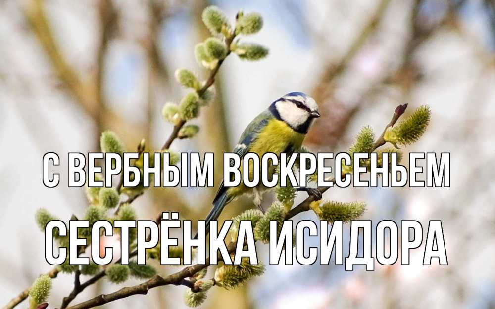 Открытка на каждый день с именем, Сестрёнка-Исидора С вербным воскресеньем верба Прикольная открытка с пожеланием онлайн скачать бесплатно 