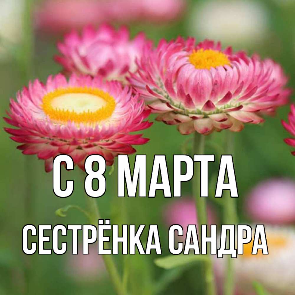 Открытка на каждый день с именем, Сестрёнка-Сандра С 8 МАРТА подарок на международный женский день Прикольная открытка с пожеланием онлайн скачать бесплатно 