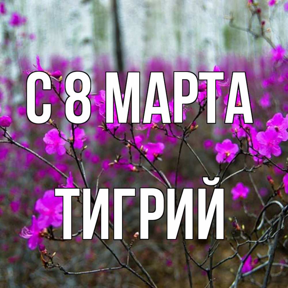 Открытка на каждый день с именем, Тигрий С 8 МАРТА дикие цветы Прикольная открытка с пожеланием онлайн скачать бесплатно 