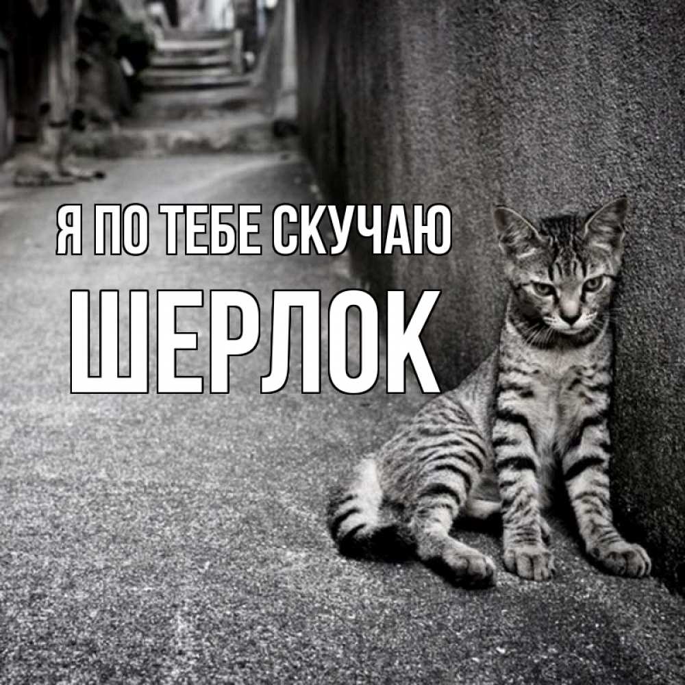 Открытка на каждый день с именем, Шерлок Я по тебе скучаю одиноко котику Прикольная открытка с пожеланием онлайн скачать бесплатно 
