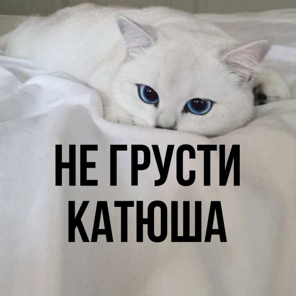 Катя не грусти. Не грусти Катюша. Катюша не грусти картинки. Открытка не грусти Наргиз. Красивые котики не грусти картинки.
