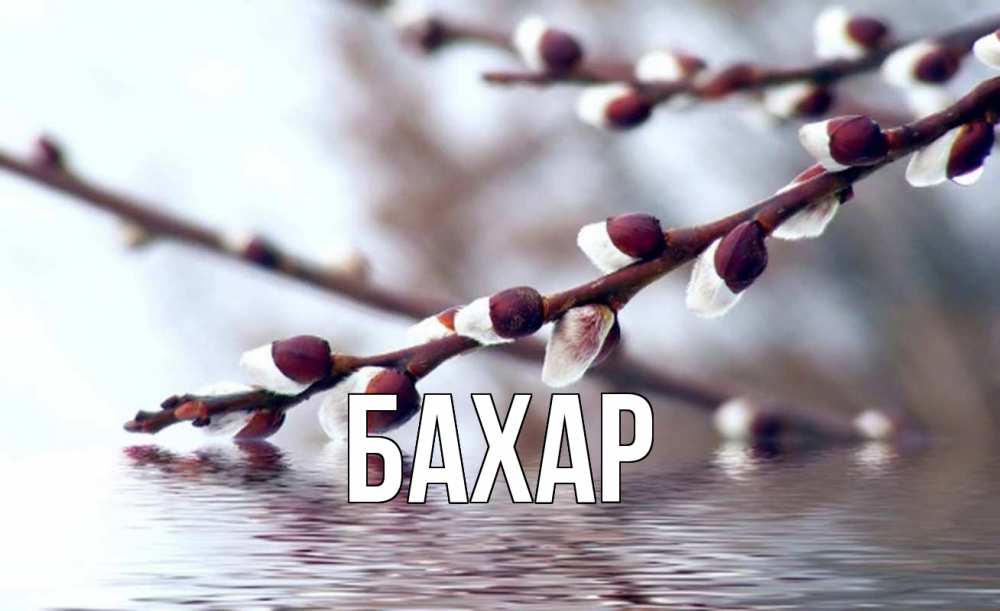 Открытка на каждый день с именем, Бахар Главная верба, ручей Прикольная открытка с пожеланием онлайн скачать бесплатно 