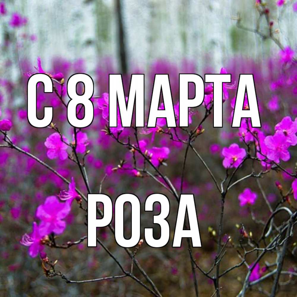 Открытка на каждый день с именем, Роза С 8 марта дикие цветы Прикольная открытка с пожеланием онлайн скачать бесплатно 