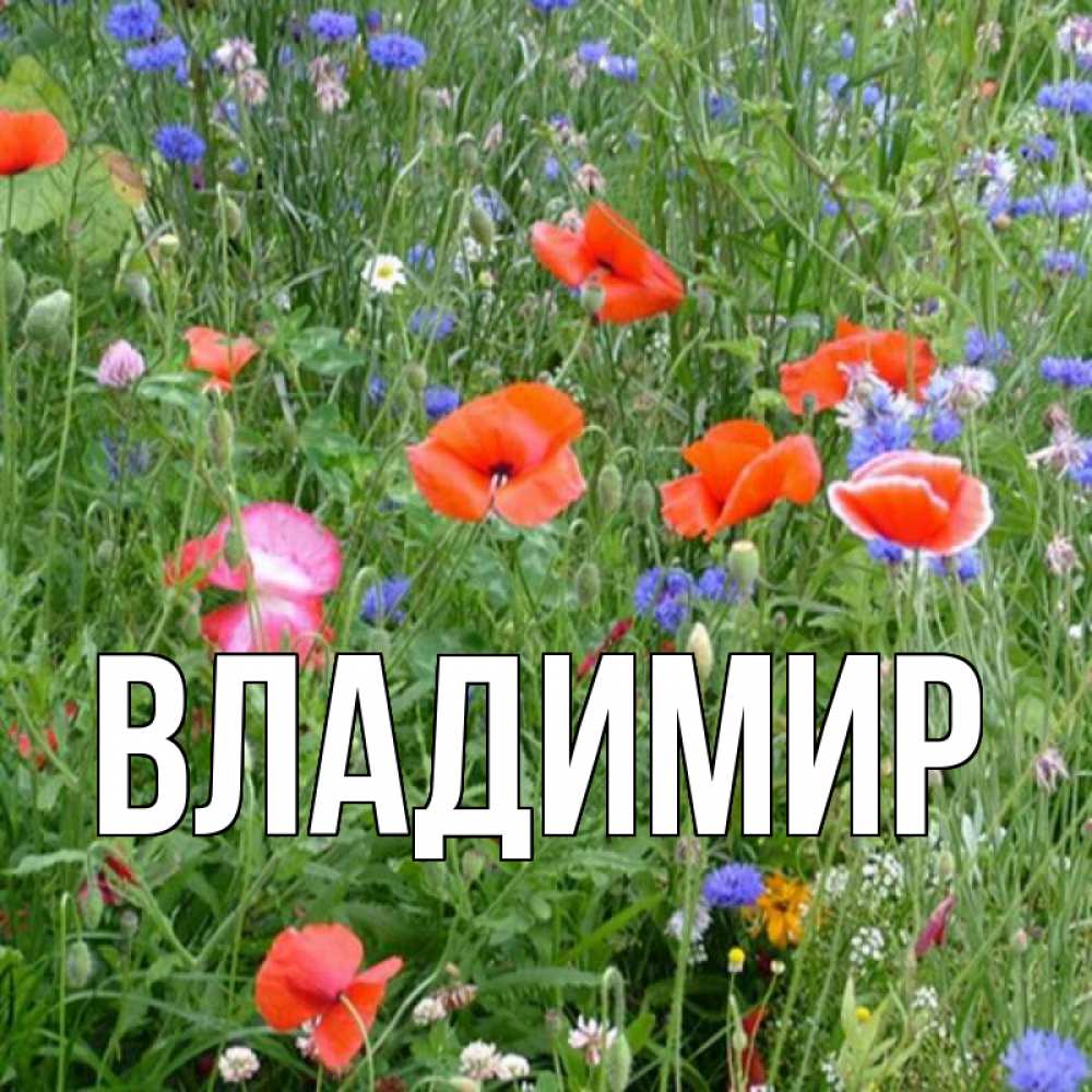 Открытка на каждый день с именем, Владимир Главная международный женский день 4 Прикольная открытка с пожеланием онлайн скачать бесплатно 