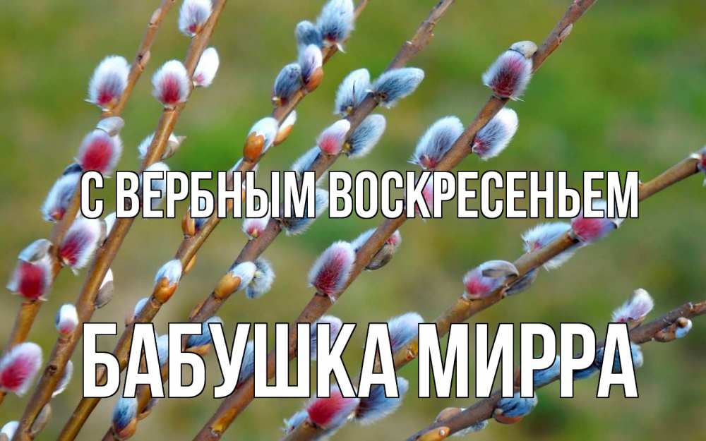 Открытка на каждый день с именем, Бабушка-Мирра С вербным воскресеньем верба Прикольная открытка с пожеланием онлайн скачать бесплатно 