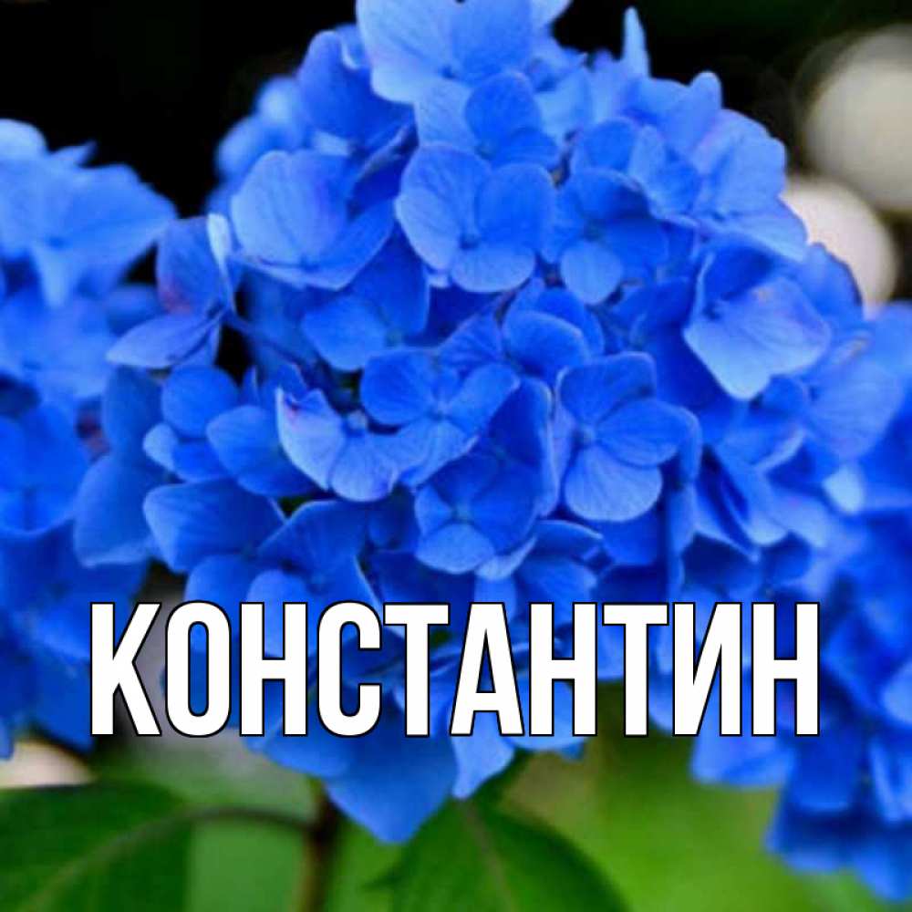 Открытка на каждый день с именем, Константин Главная синие цветы Прикольная открытка с пожеланием онлайн скачать бесплатно 