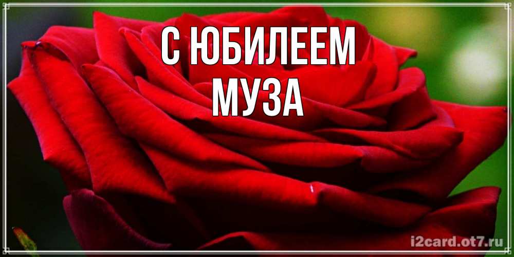 Открытка на каждый день с именем, Муза С юбилеем розочка очень красивая Прикольная открытка с пожеланием онлайн скачать бесплатно 