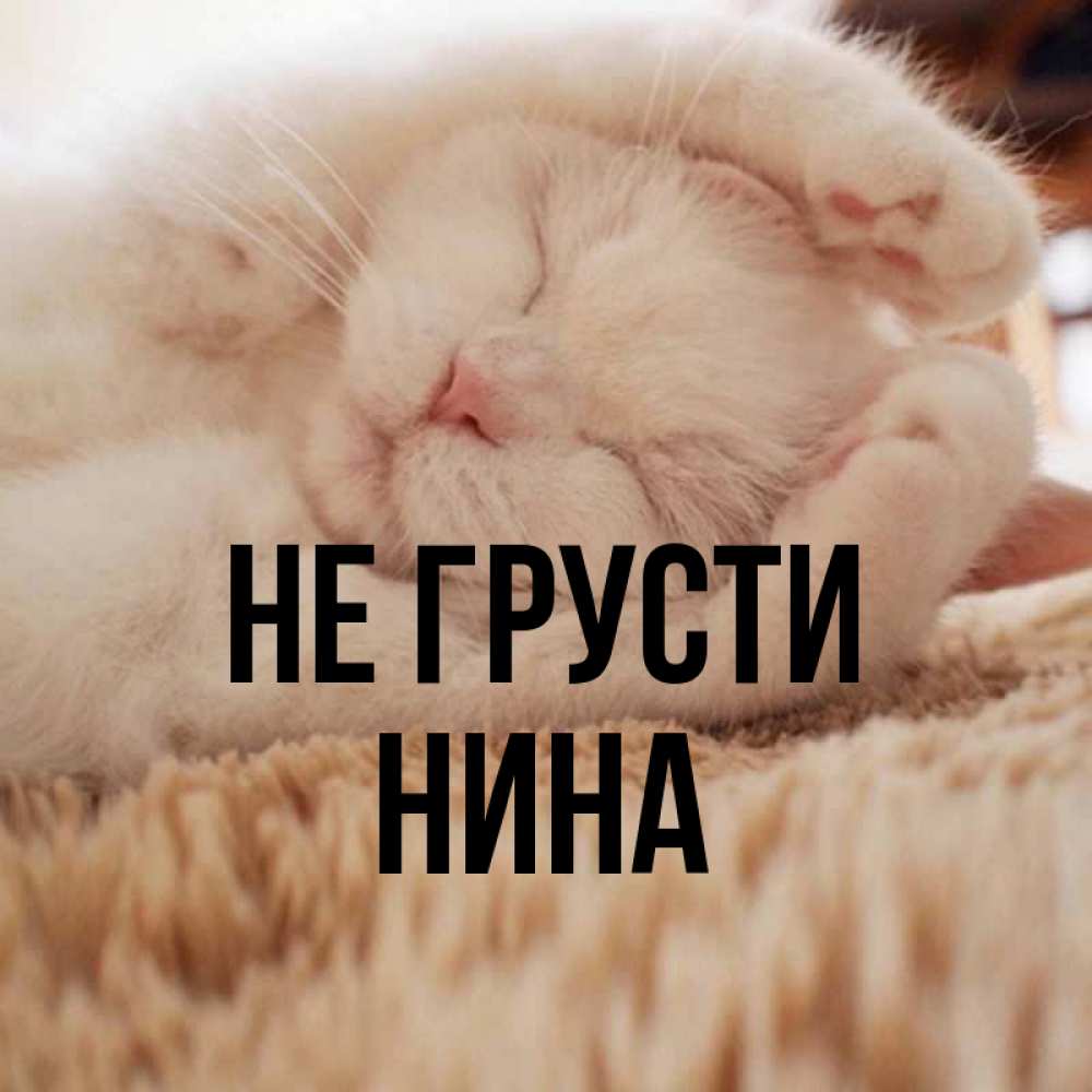 Открытка на каждый день с именем, Нина Не грусти Котенок спит Прикольная открытка с пожеланием онлайн скачать бесплатно 