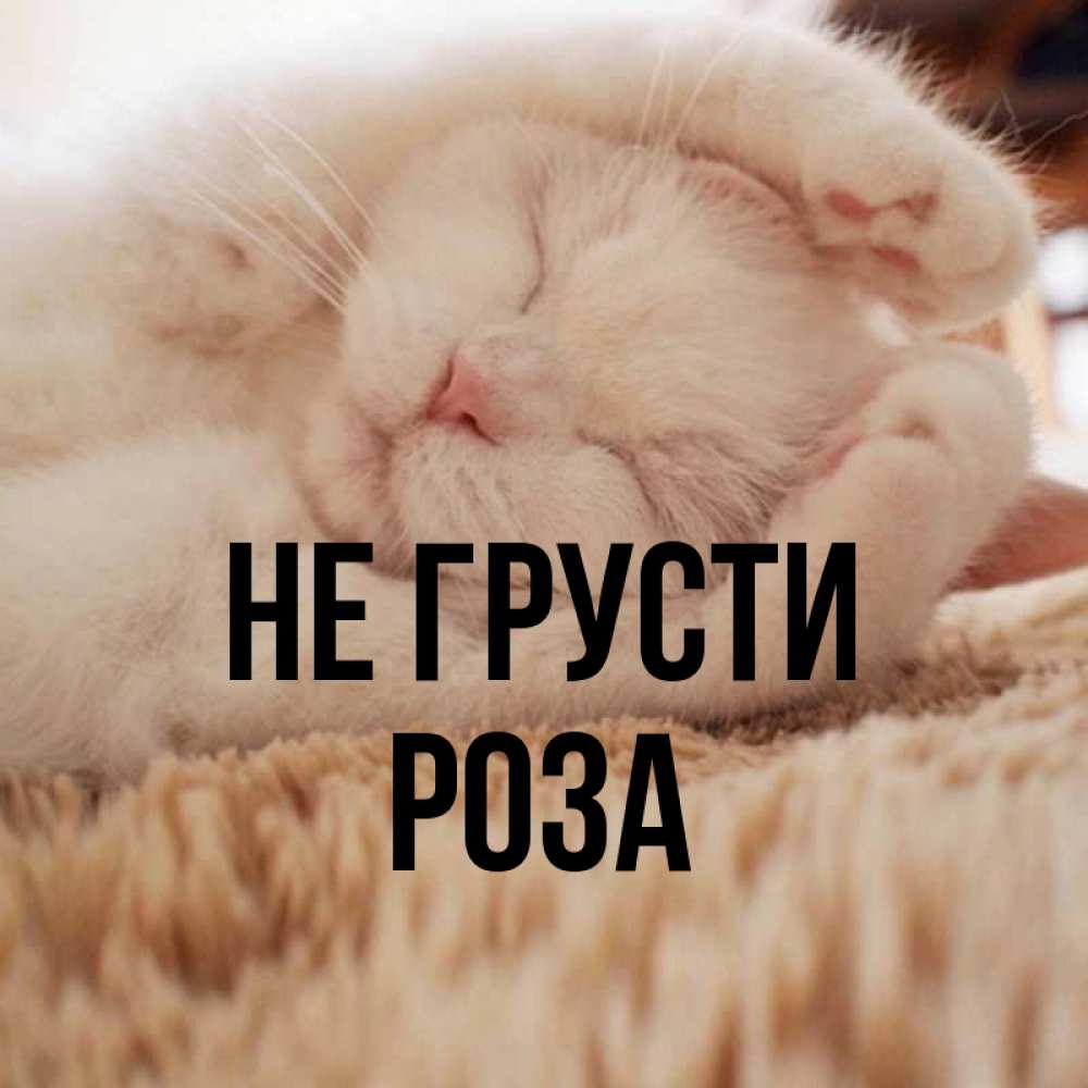 Открытка на каждый день с именем, Роза Не грусти Котенок спит Прикольная открытка с пожеланием онлайн скачать бесплатно 