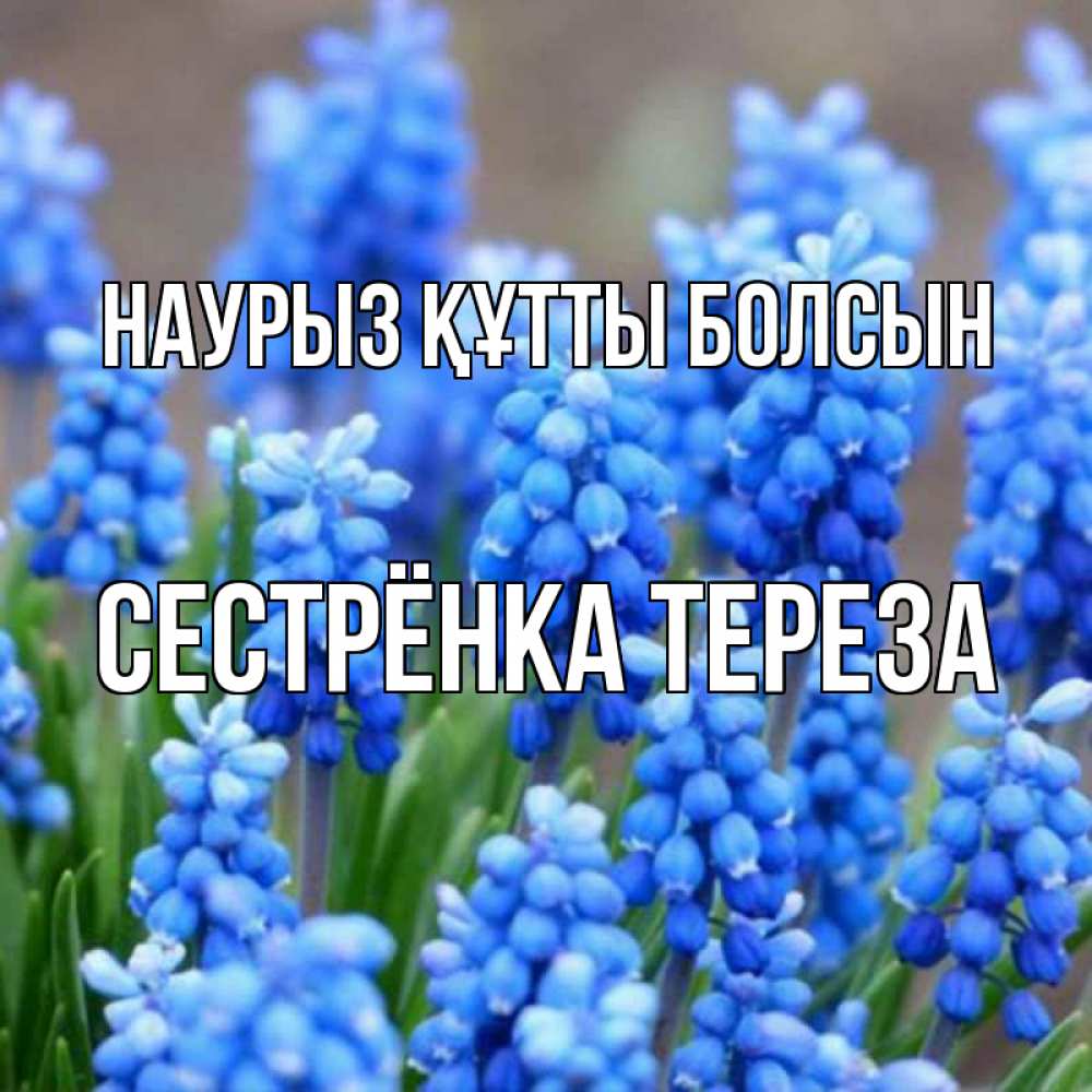 Открытка на каждый день с именем, Сестрёнка-Тереза Наурыз құтты болсын Поздравительная открытка для женщин с цветами на праздничную дату Прикольная открытка с пожеланием онлайн скачать бесплатно 