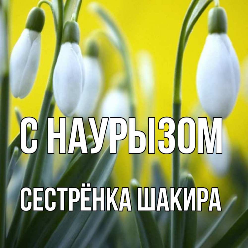 Открытка на каждый день с именем, Сестрёнка-Шакира С наурызом весенние цветы Прикольная открытка с пожеланием онлайн скачать бесплатно 