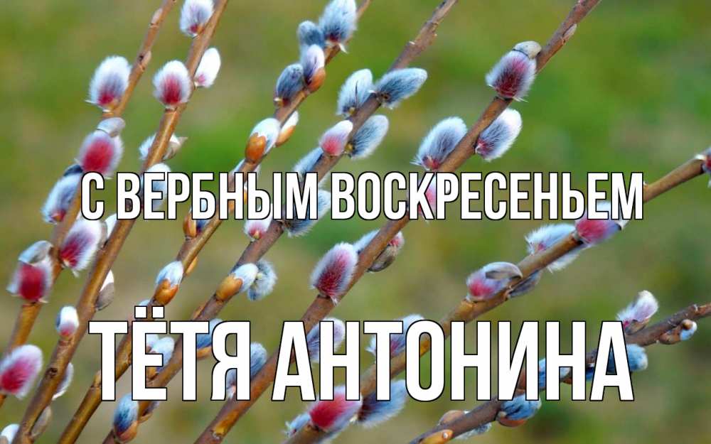 Открытка на каждый день с именем, Тётя-Антонина С вербным воскресеньем верба Прикольная открытка с пожеланием онлайн скачать бесплатно 