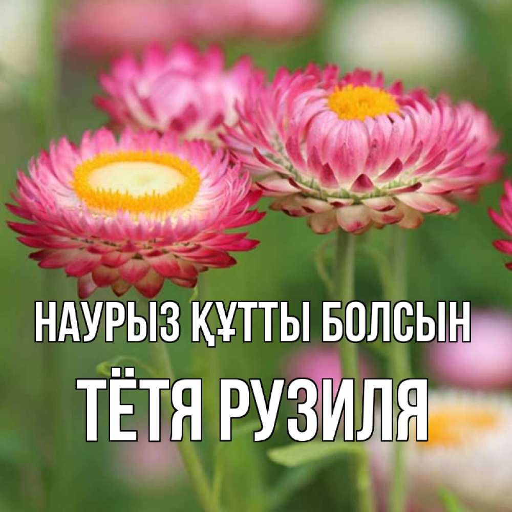Открытка на каждый день с именем, Тётя-Рузиля Наурыз құтты болсын подарок на международный женский день Прикольная открытка с пожеланием онлайн скачать бесплатно 
