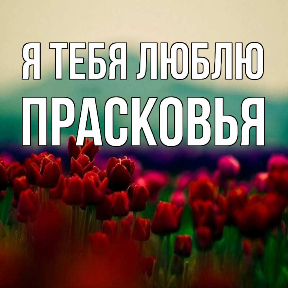 Открытка на каждый день с именем, Прасковья Я тебя люблю тюльпаны 4 Прикольная открытка с пожеланием онлайн скачать бесплатно 