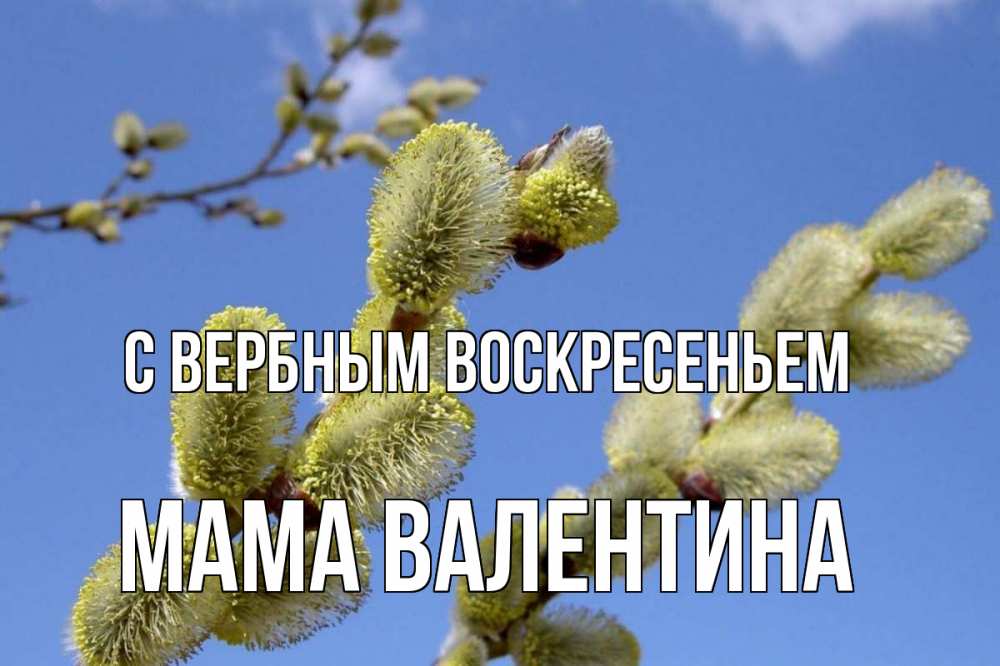 Открытка на каждый день с именем, Мама-Валентина С вербным воскресеньем верба Прикольная открытка с пожеланием онлайн скачать бесплатно 