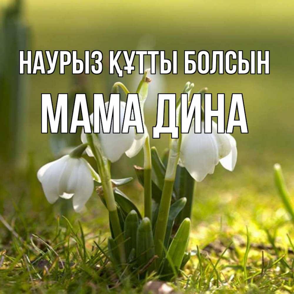 Открытка на каждый день с именем, Мама-Дина Наурыз құтты болсын ранние цветы 2 Прикольная открытка с пожеланием онлайн скачать бесплатно 