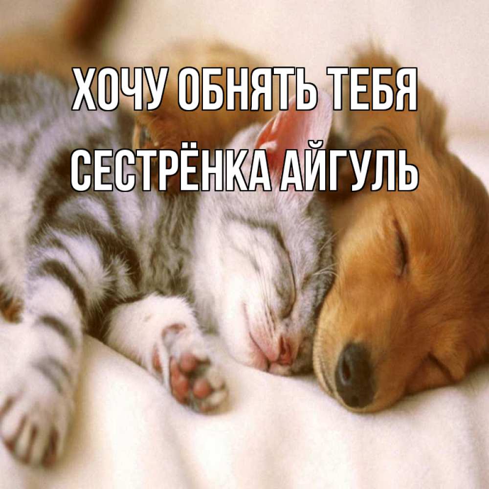 Открытка на каждый день с именем, Сестрёнка-Айгуль Хочу обнять тебя пес и котенок Прикольная открытка с пожеланием онлайн скачать бесплатно 