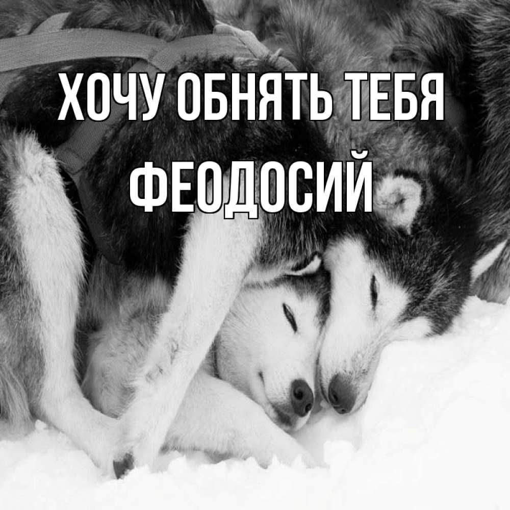Открытка на каждый день с именем, Феодосий Хочу обнять тебя собачки в упряжке Прикольная открытка с пожеланием онлайн скачать бесплатно 