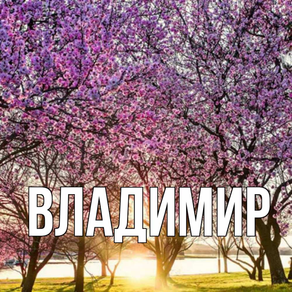 Открытка на каждый день с именем, Владимир Главная международный женский день Прикольная открытка с пожеланием онлайн скачать бесплатно 