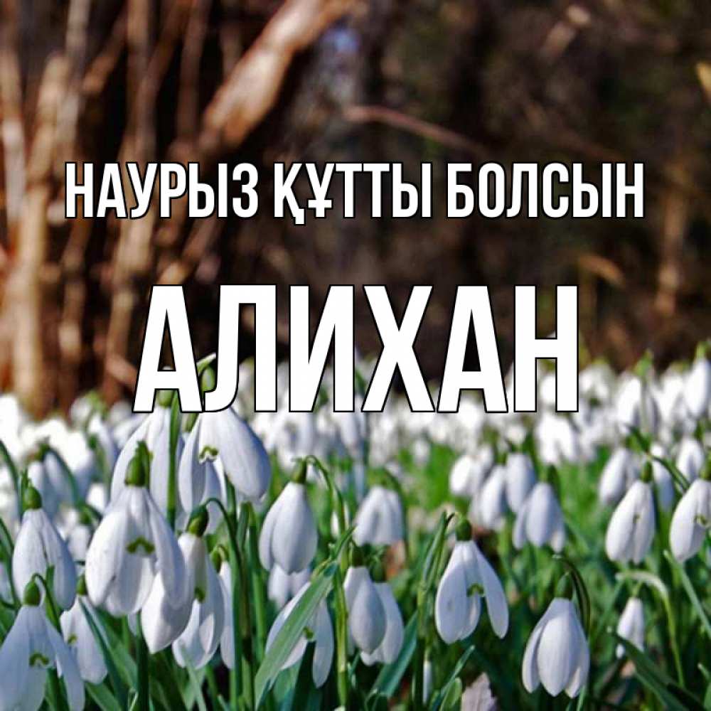 Открытка на каждый день с именем, Алихан Наурыз құтты болсын с подснежниками 1 Прикольная открытка с пожеланием онлайн скачать бесплатно 