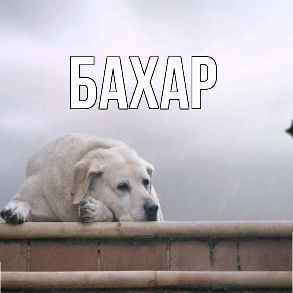 Открытка на каждый день с именем, Бахар Главная ждет Прикольная открытка с пожеланием онлайн скачать бесплатно 