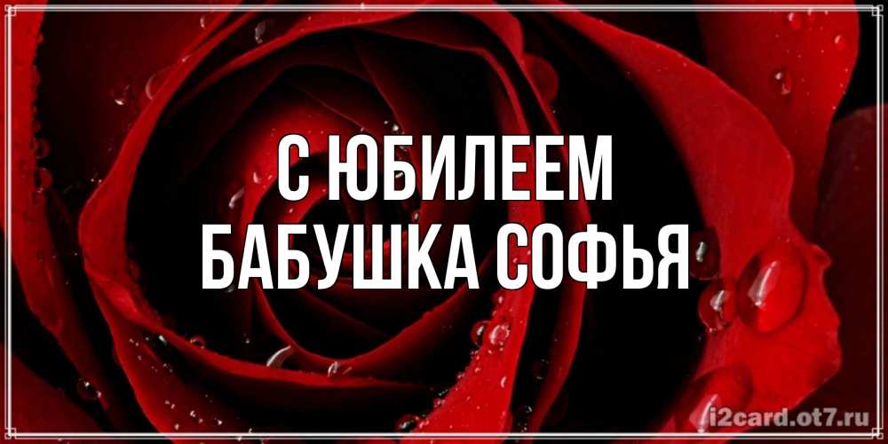 Открытка на каждый день с именем, Бабушка-Софья С юбилеем крупная бордовая роза Прикольная открытка с пожеланием онлайн скачать бесплатно 