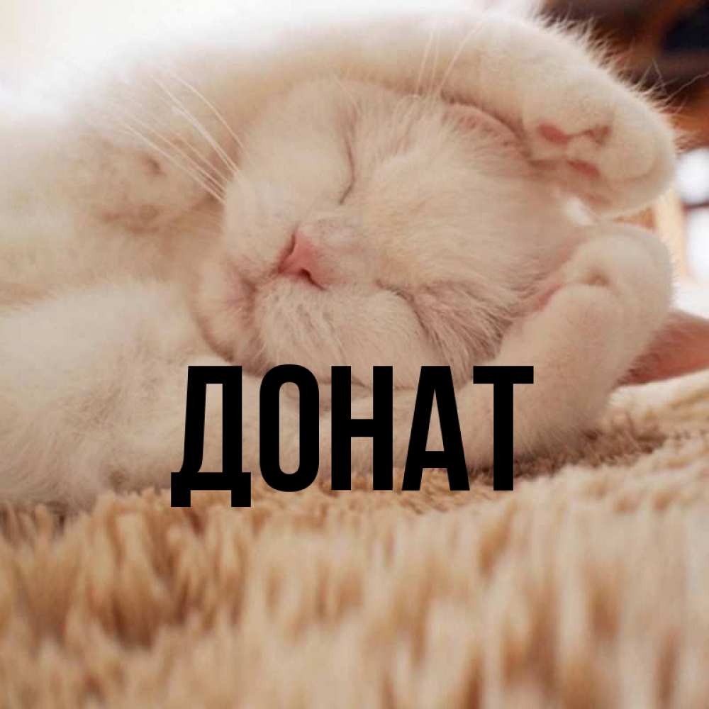 Открытка на каждый день с именем, Донат Главная Котенок спит Прикольная открытка с пожеланием онлайн скачать бесплатно 