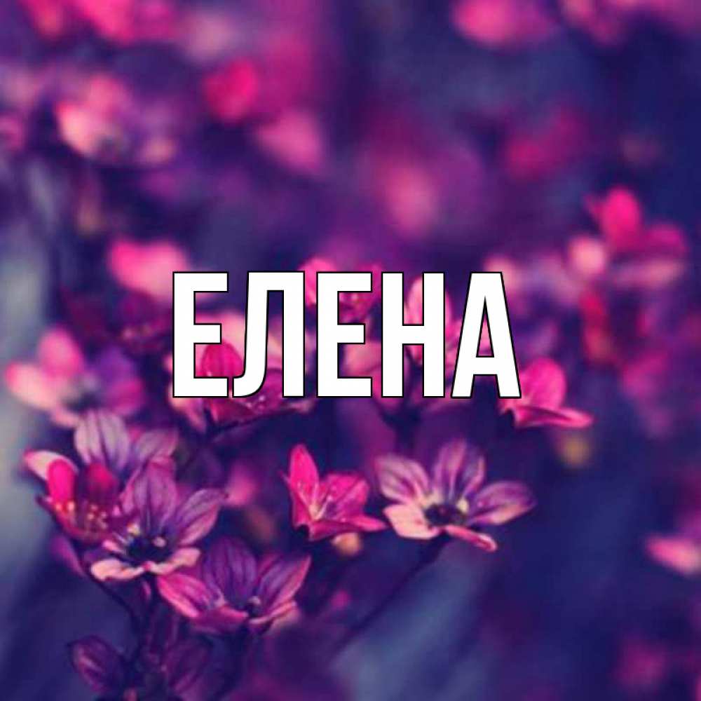 Открытка на каждый день с именем, Елена Главная небольшие цветы 1 Прикольная открытка с пожеланием онлайн скачать бесплатно 