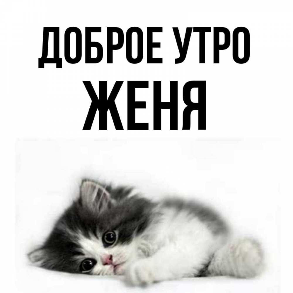 Открытка на каждый день с именем, Женя Доброе утро кот лапки Прикольная открытка с пожеланием онлайн скачать бесплатно 