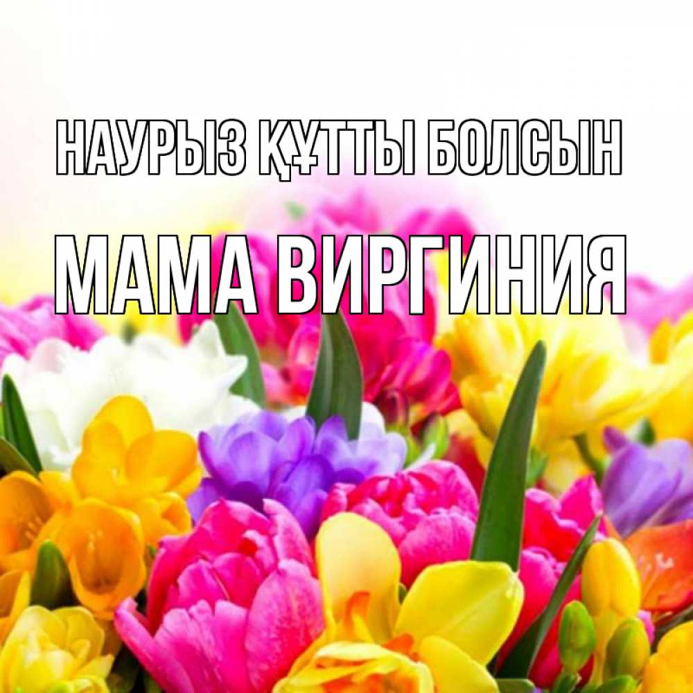 Открытка на каждый день с именем, Мама-Виргиния Наурыз құтты болсын тюльпаны Прикольная открытка с пожеланием онлайн скачать бесплатно 