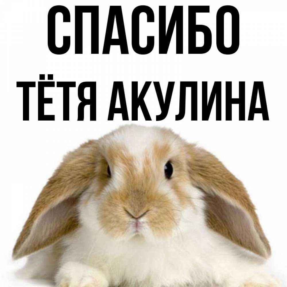Открытка на каждый день с именем, Тётя-Акулина Спасибо коричнево белый заяц Прикольная открытка с пожеланием онлайн скачать бесплатно 