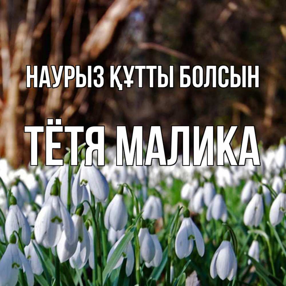 Открытка на каждый день с именем, Тётя-Малика Наурыз құтты болсын с подснежниками 1 Прикольная открытка с пожеланием онлайн скачать бесплатно 