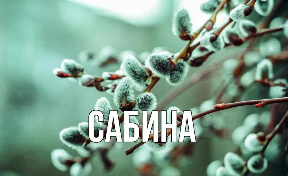 Открытка на каждый день с именем, Сабина Главная верба Прикольная открытка с пожеланием онлайн скачать бесплатно 