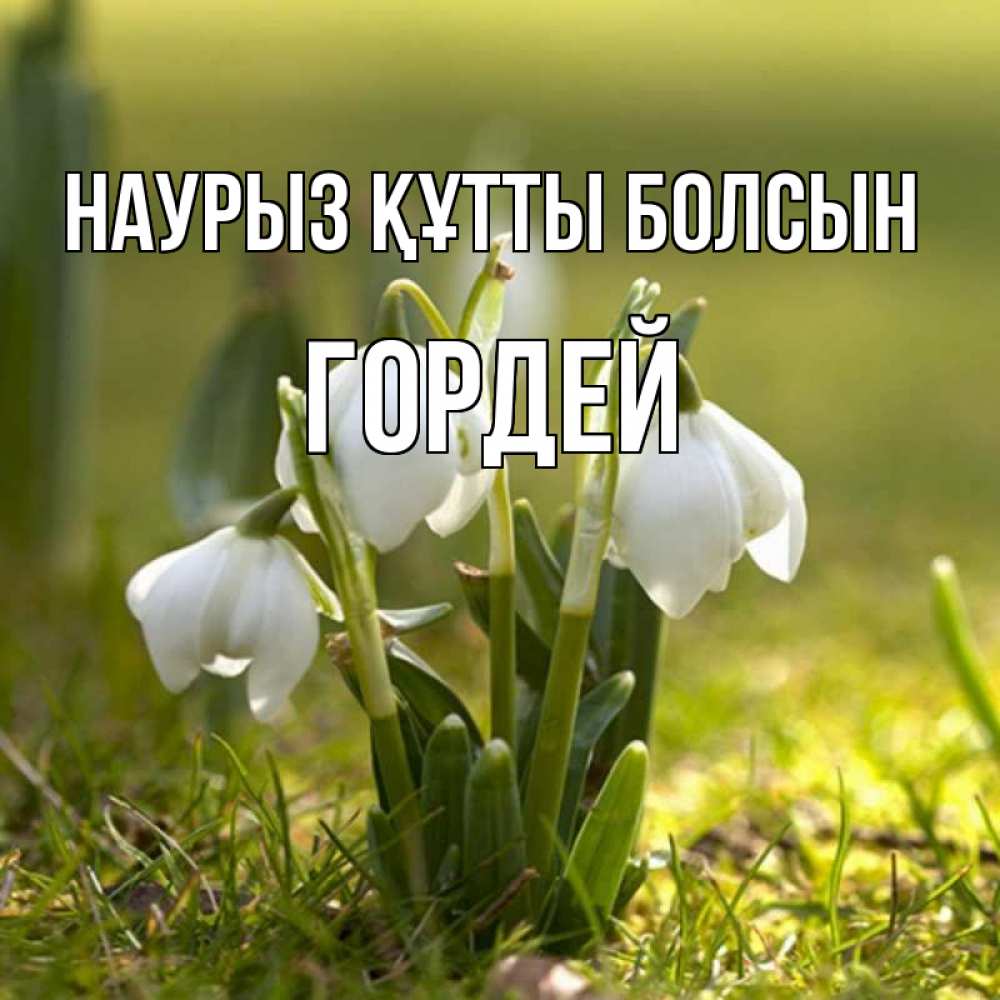 Открытка на каждый день с именем, Гордей Наурыз құтты болсын ранние цветы 2 Прикольная открытка с пожеланием онлайн скачать бесплатно 