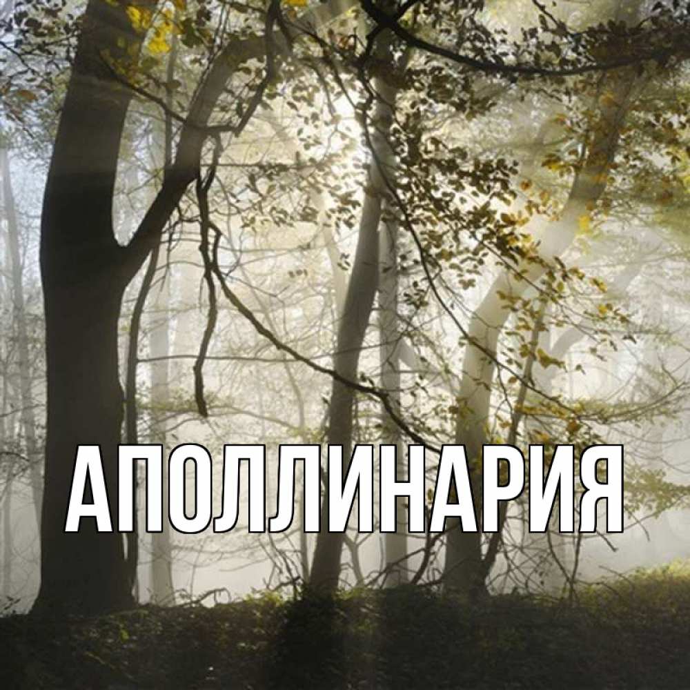 Открытка на каждый день с именем, Аполлинария Главная лес и свет Прикольная открытка с пожеланием онлайн скачать бесплатно 