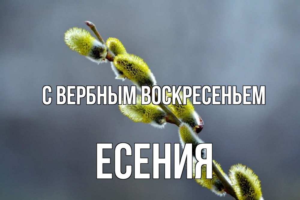 Открытка на каждый день с именем, Есения С вербным воскресеньем верба Прикольная открытка с пожеланием онлайн скачать бесплатно 