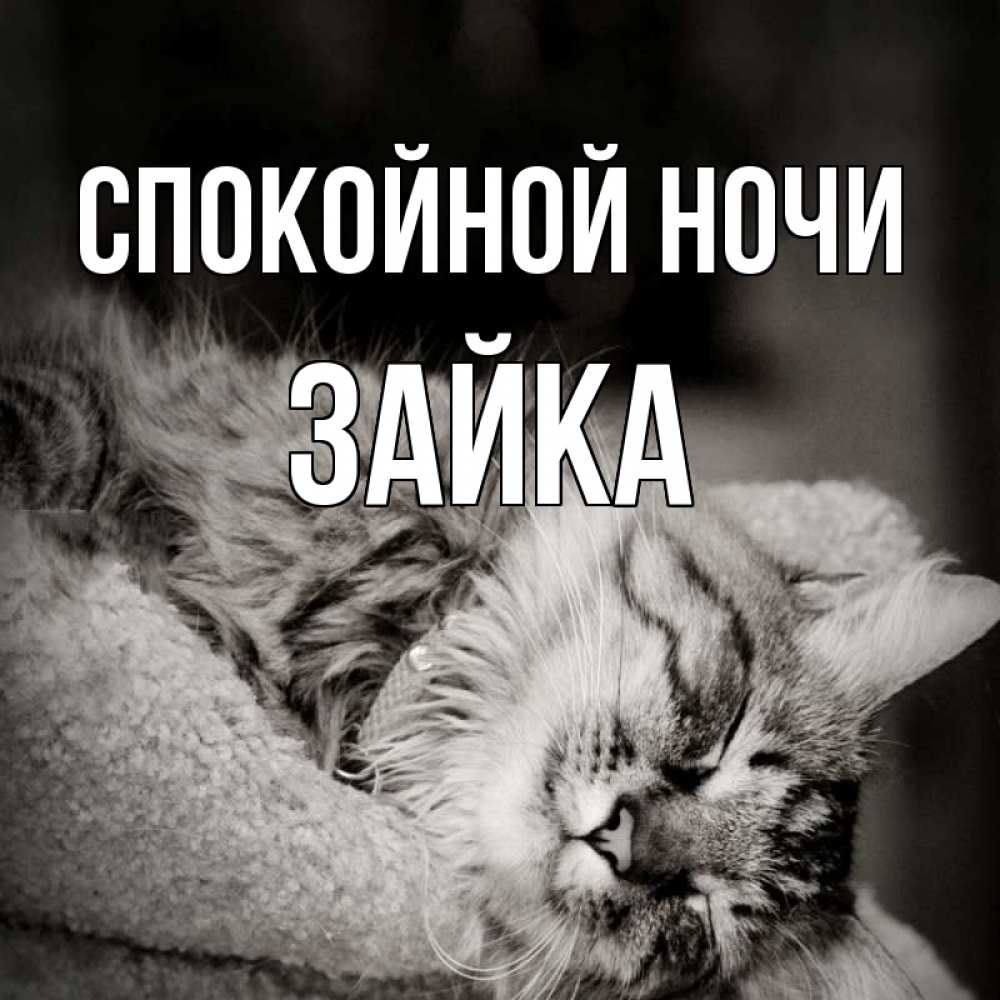 Открытка на каждый день с именем, Зайка Спокойной ночи котярик пушистый Прикольная открытка с пожеланием онлайн скачать бесплатно 