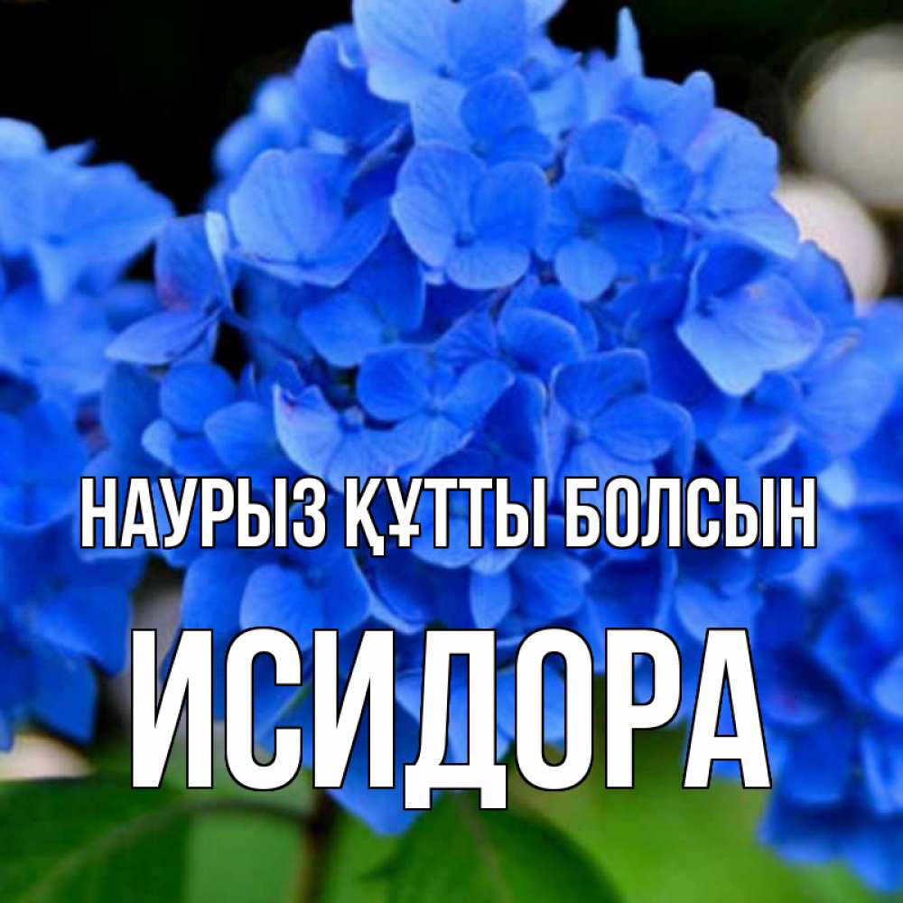 Открытка на каждый день с именем, Исидора Наурыз құтты болсын синие цветы Прикольная открытка с пожеланием онлайн скачать бесплатно 